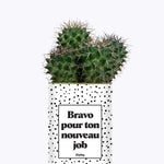 Bravo pour ton nouveau job - Cactus