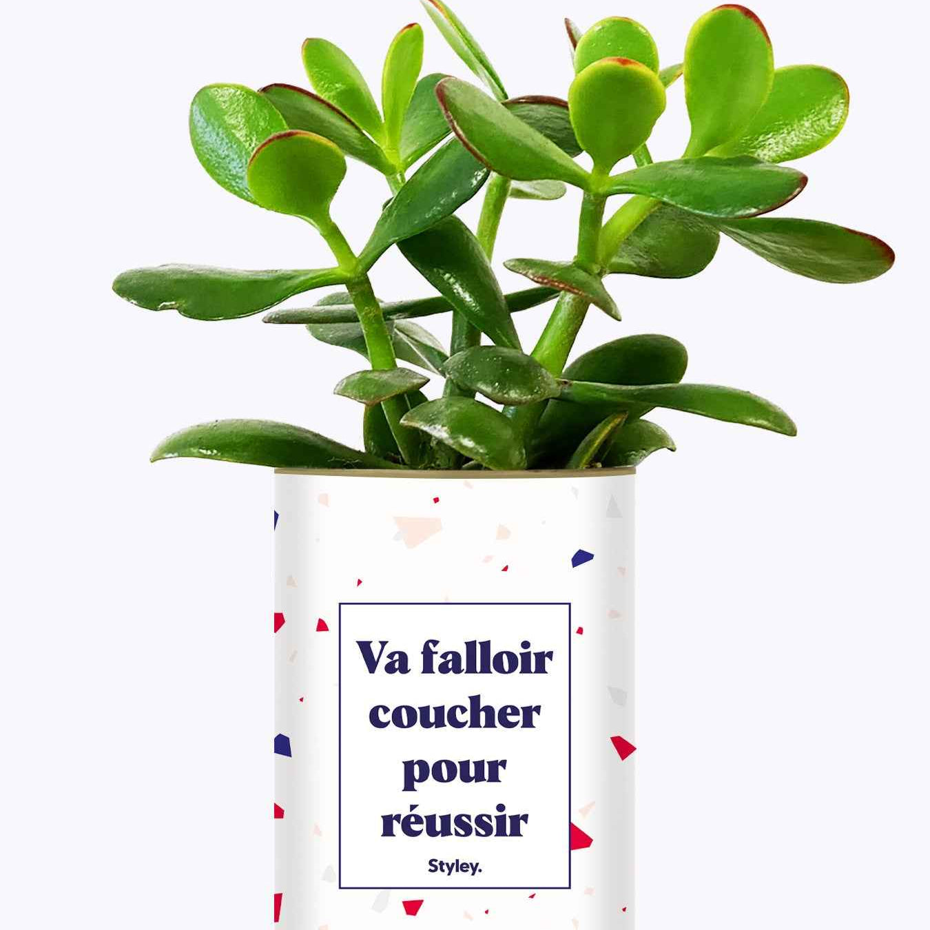 Va falloir coucher pour réussir - Cactus