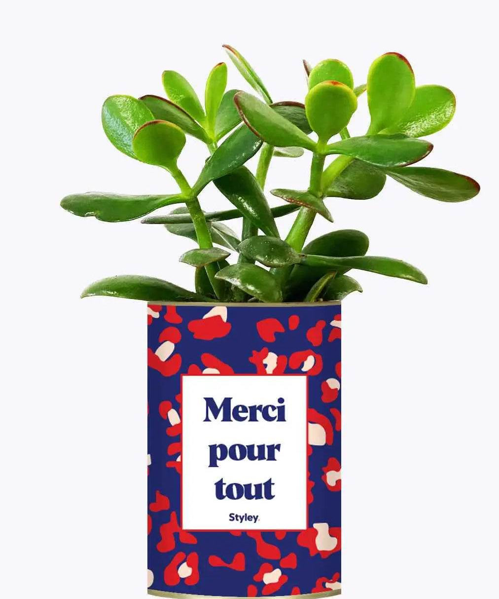 Merci pour tout - Plante Crassula varié