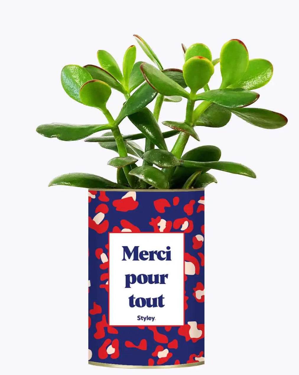 Merci pour tout - Plante Crassula varié