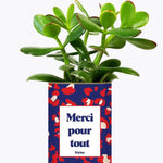 Merci pour tout - Plante Crassula varié