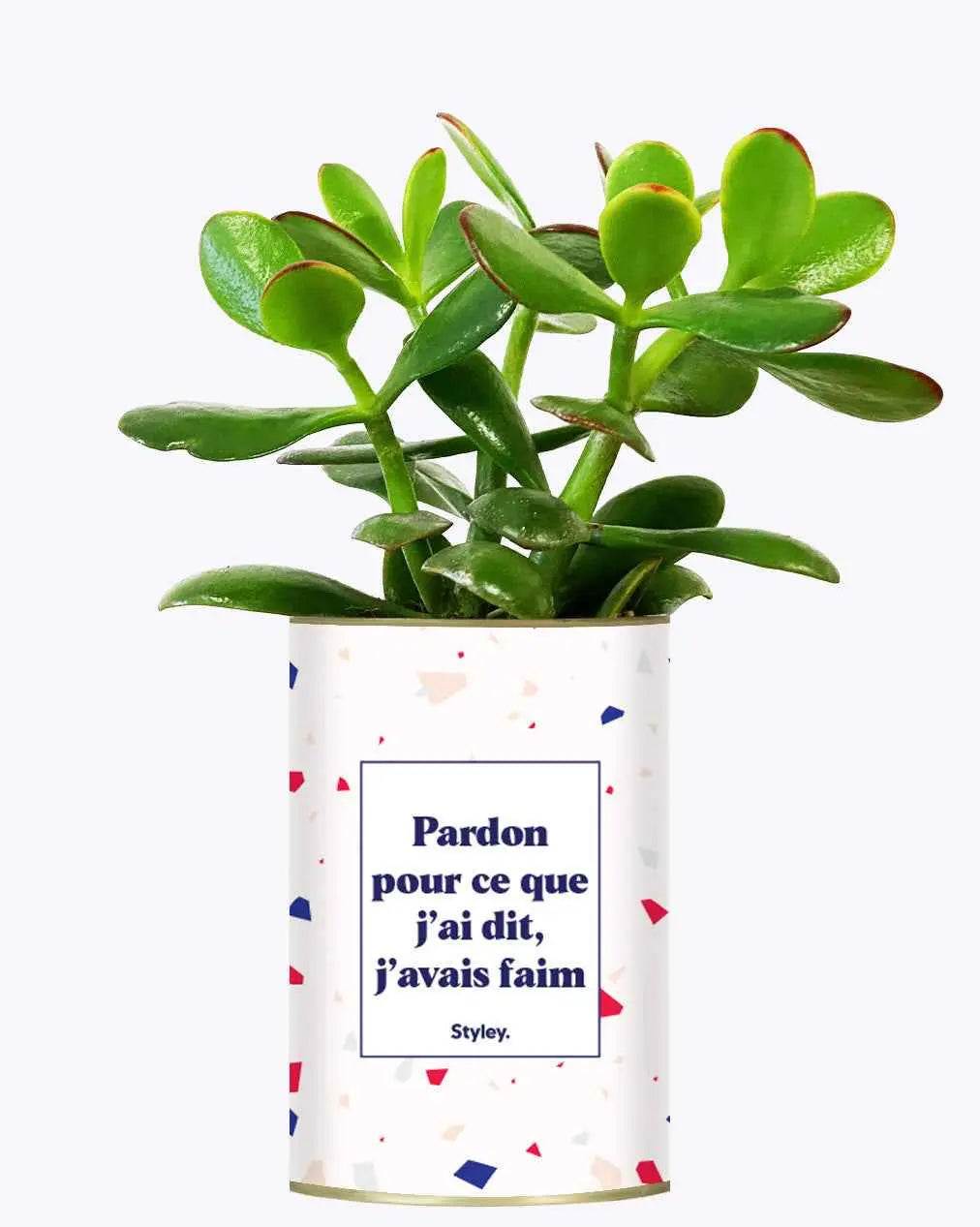 Pardon pour ce que j'ai dit, j'avais faim - Plante Crassula varié