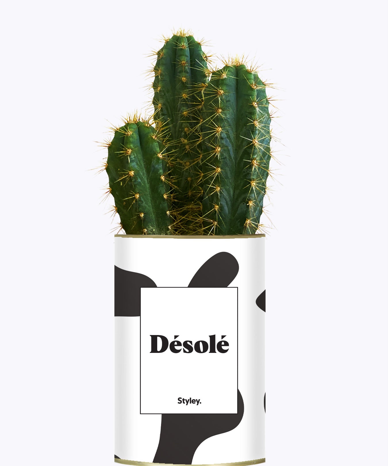 Désolé - Cactus
