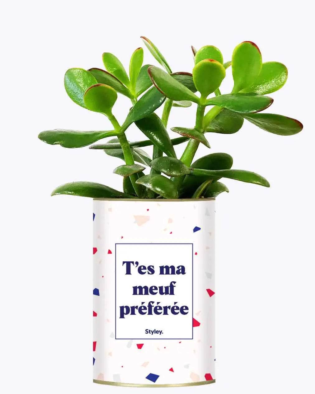 T'es ma meuf préférée - Plante Crassula varié