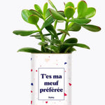 T'es ma meuf préférée - Plante Crassula varié