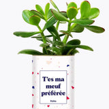 T'es ma meuf préférée - Plante Crassula varié