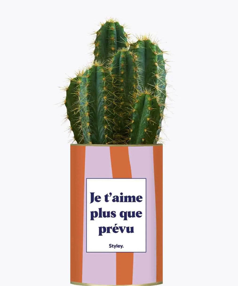 Je t'aime plus que prévu - Plante Cactus varié