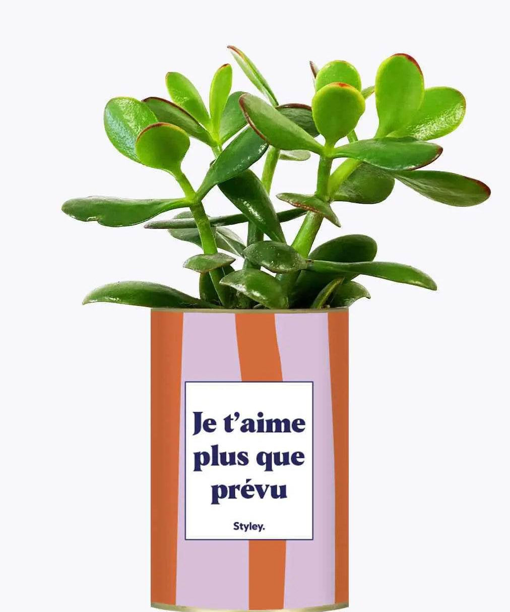 Je t'aime plus que prévu - Plante Crassula varié