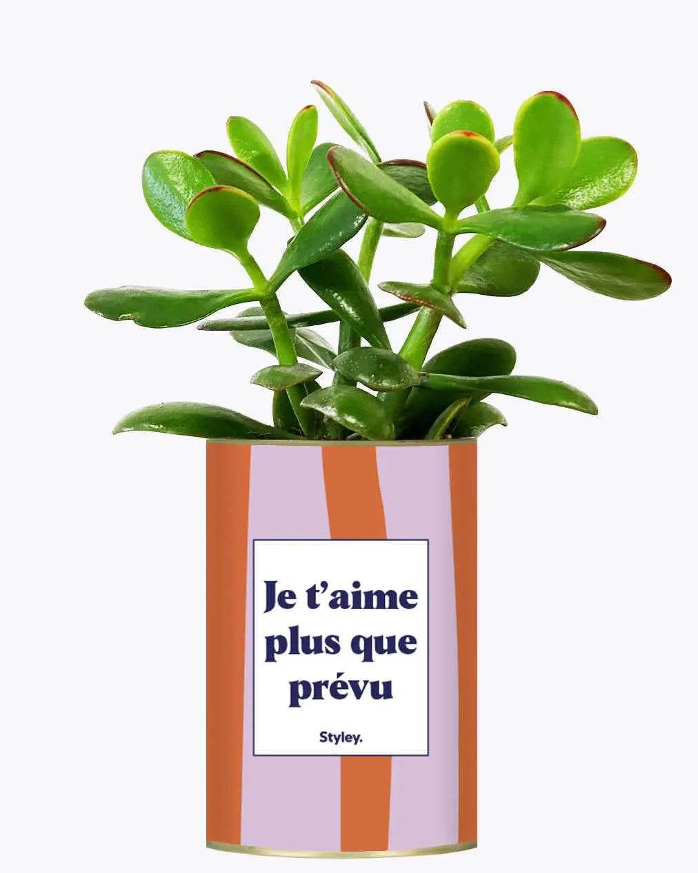 Je t'aime plus que prévu - Plante Crassula varié