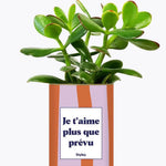 Je t'aime plus que prévu - Plante Crassula varié