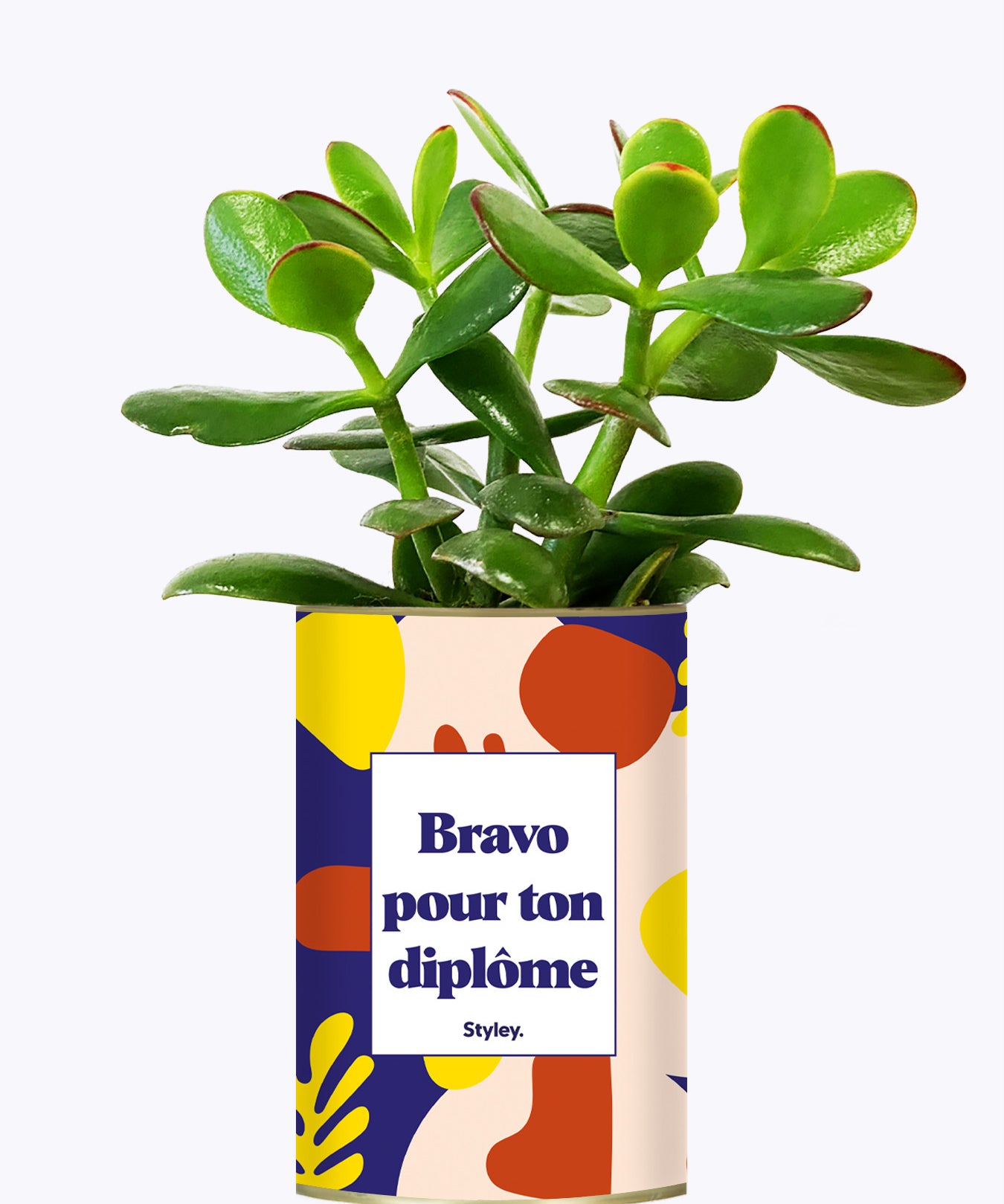 Bravo pour ton permis - Cactus