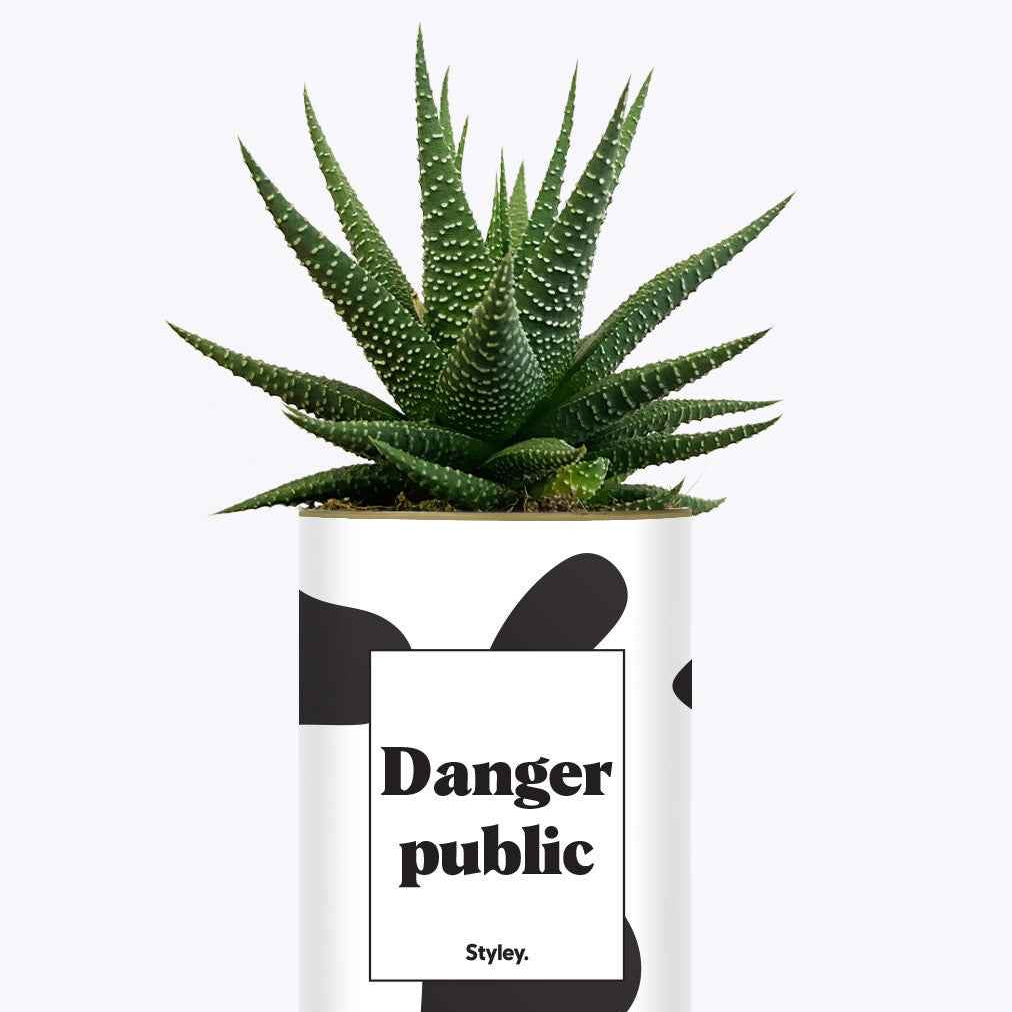 Danger Public - Cactus