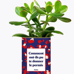 Comment ont-ils pu te donner le permis ? - Plante Crassula varié