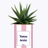 Rayures roses - Plante personnalisable