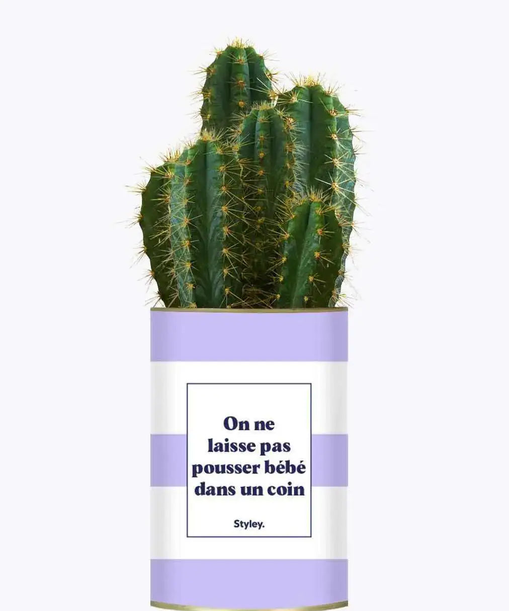 On ne laisse pas pousser bébé dans un coin - Plante Cactus varié