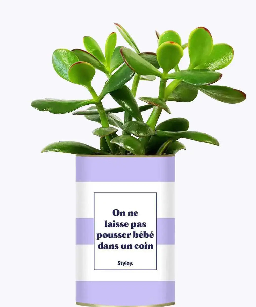 On ne laisse pas pousser bébé dans un coin - Plante Crassula varié