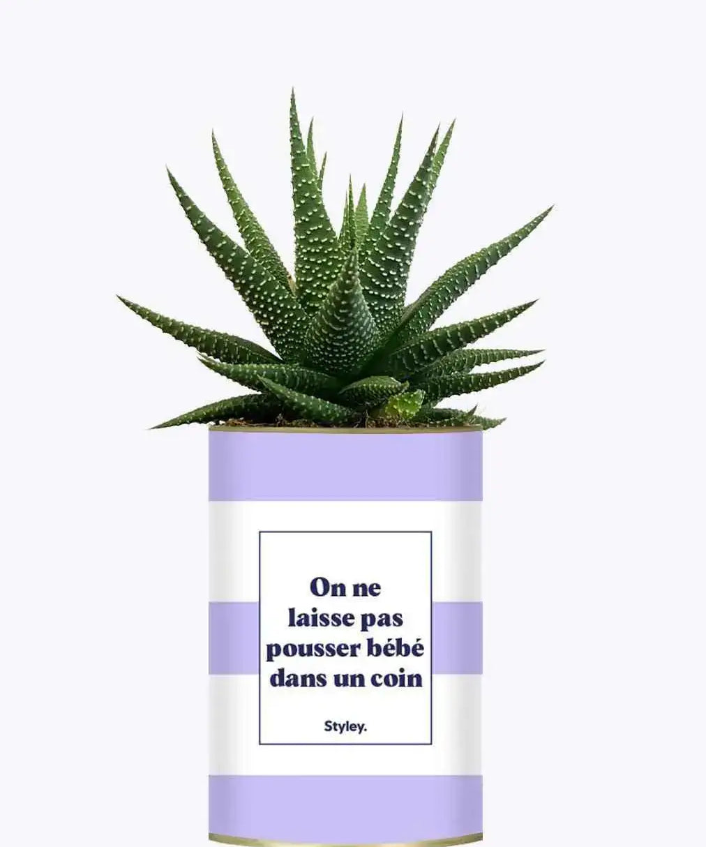 On ne laisse pas pousser bébé dans un coin - Plante Haworthia varié