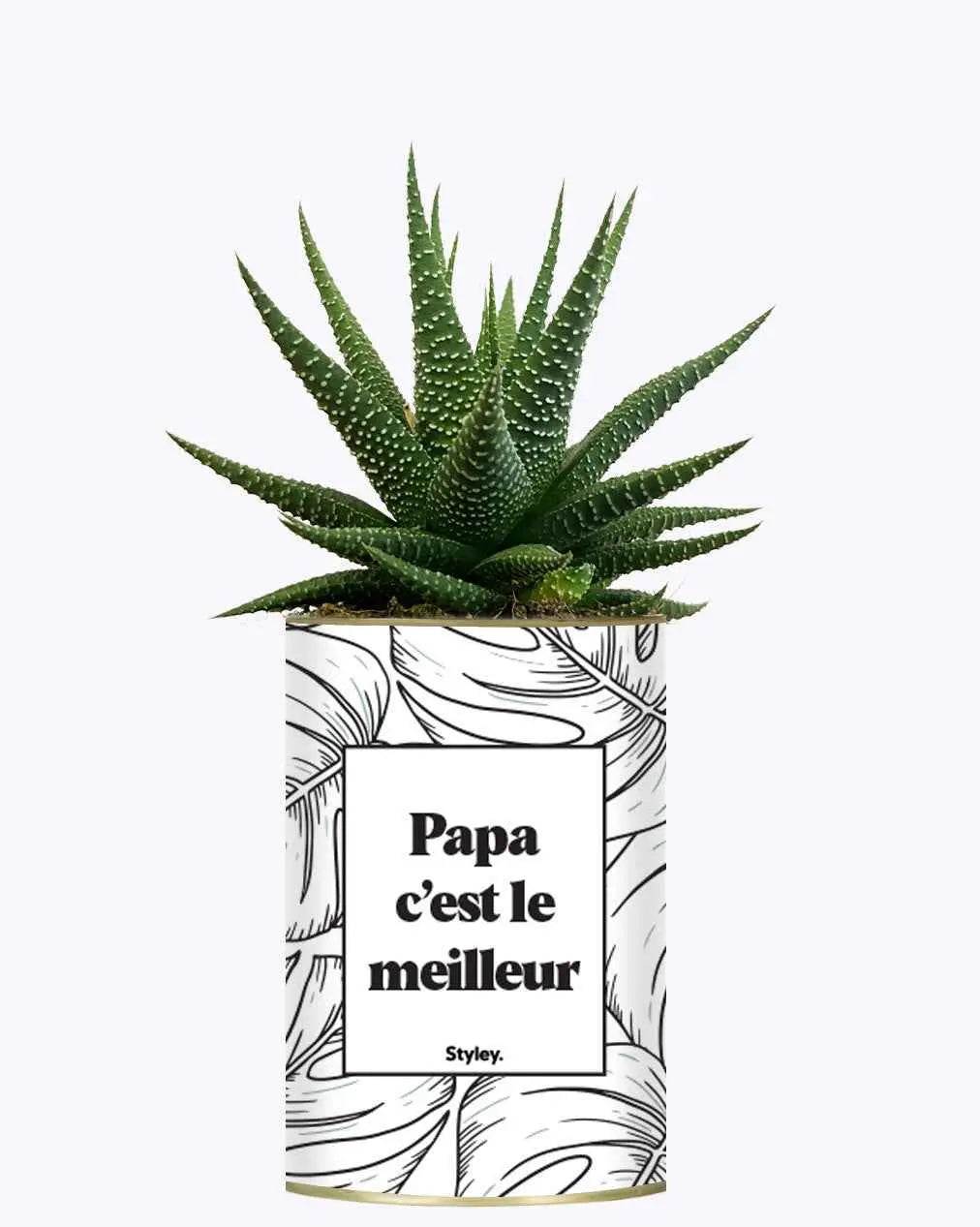 Papa c'est le meilleur - Plante Haworthia varié
