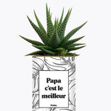 Papa c'est le meilleur - Plante Haworthia varié
