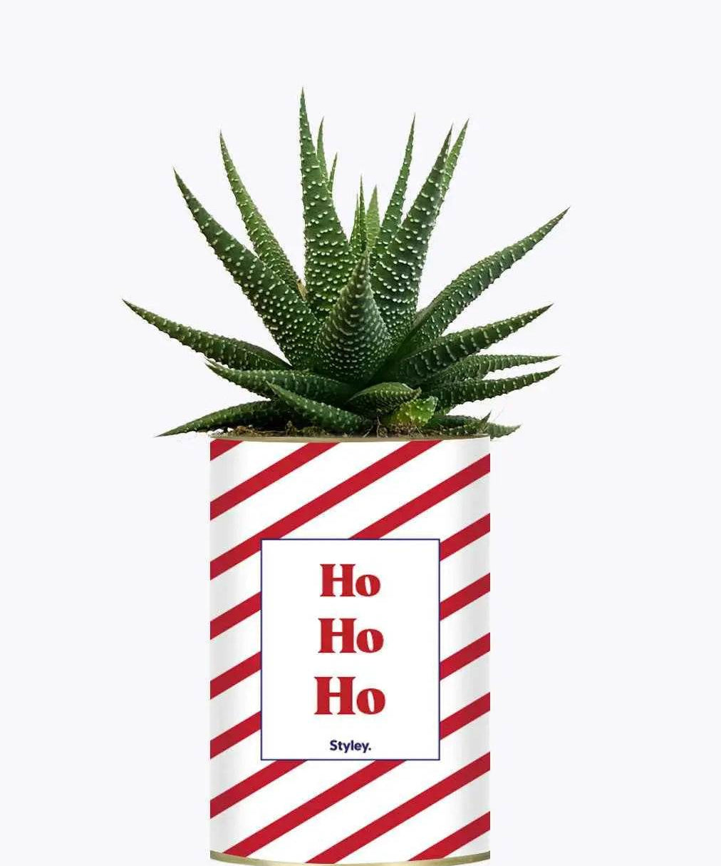 HO HO HO - Plante Haworthia varié