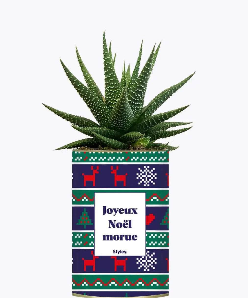 Joyeux Noël Morue - Plante Haworthia varié