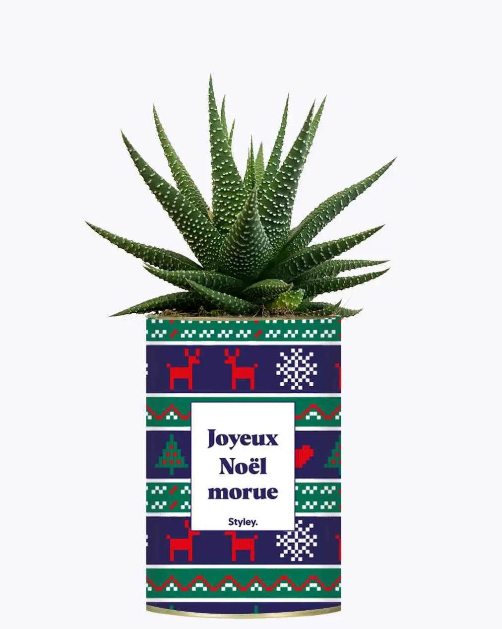 Joyeux Noël Morue - Plante Haworthia varié