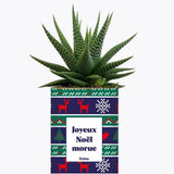 Joyeux Noël Morue - Plante Haworthia varié