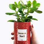 Joyeux Noël - Plante- Finition dorée Crassula varié