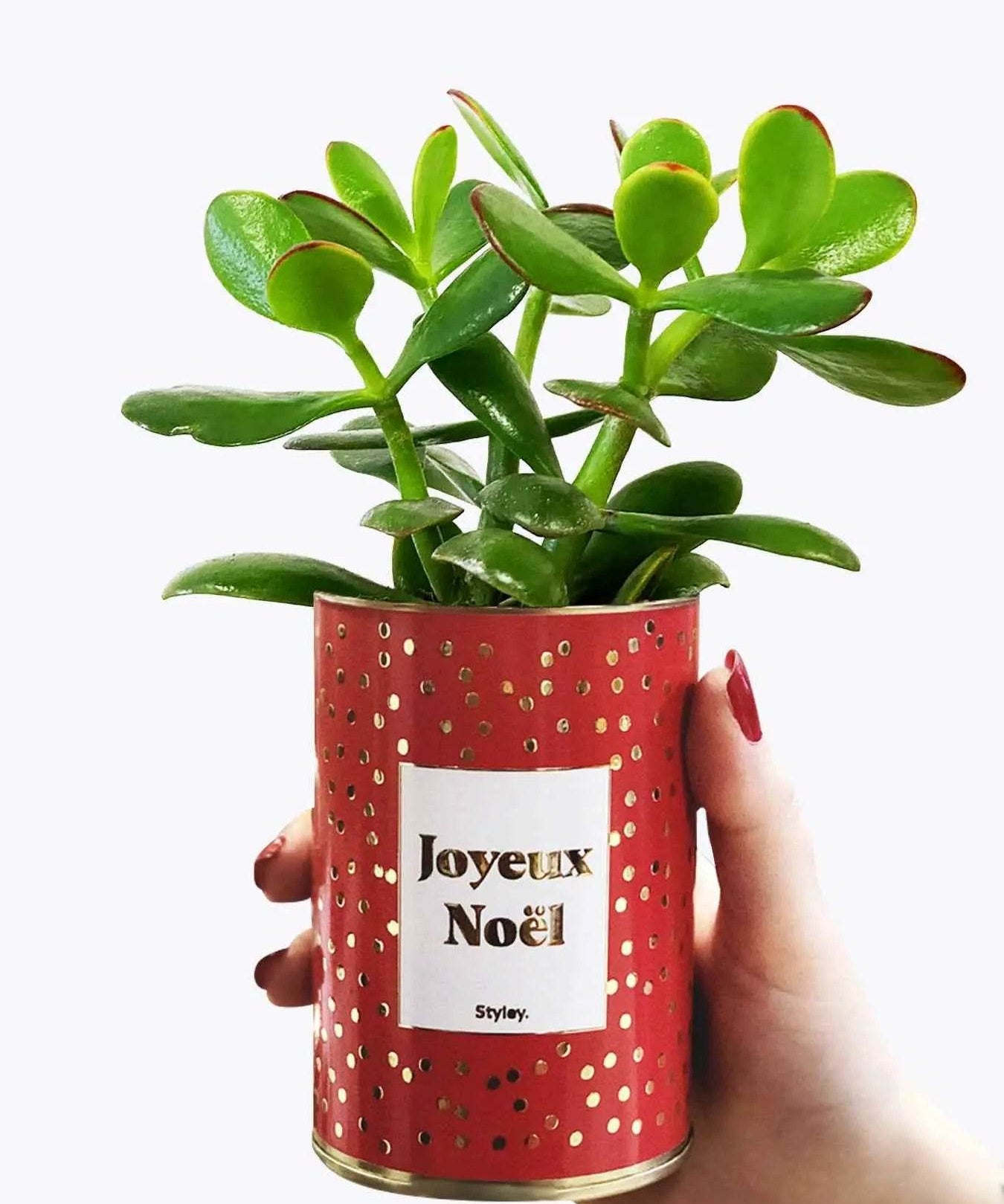 Joyeux Noël - Plante- Finition dorée Crassula varié