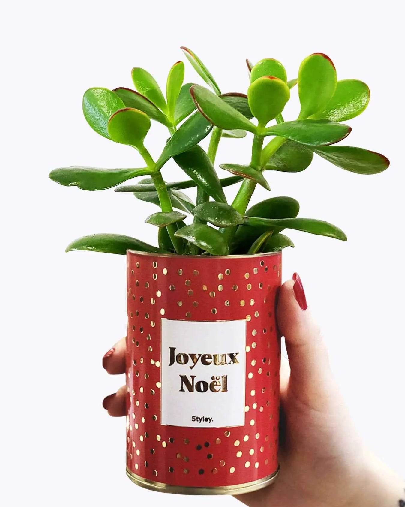 Joyeux Noël - Plante- Finition dorée Crassula varié