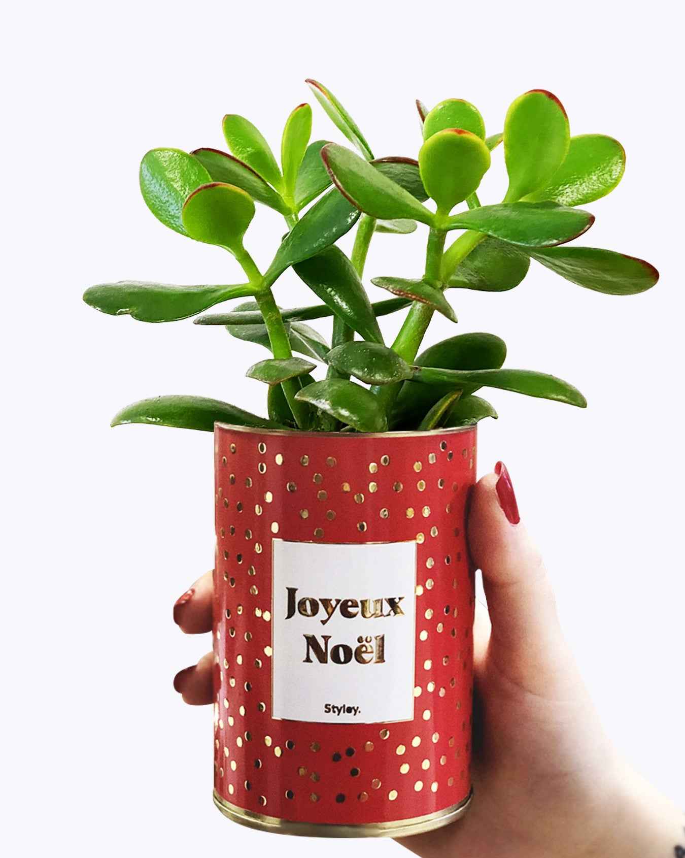 Joyeux Noël - Cactus - Finition doré