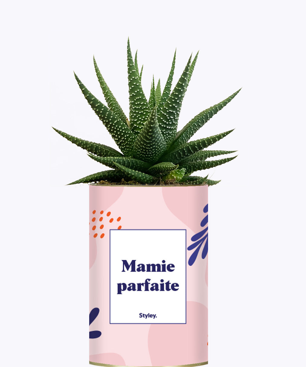 Mamie parfaite - Cactus