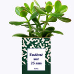Endetté sur 25 ans - Cactus