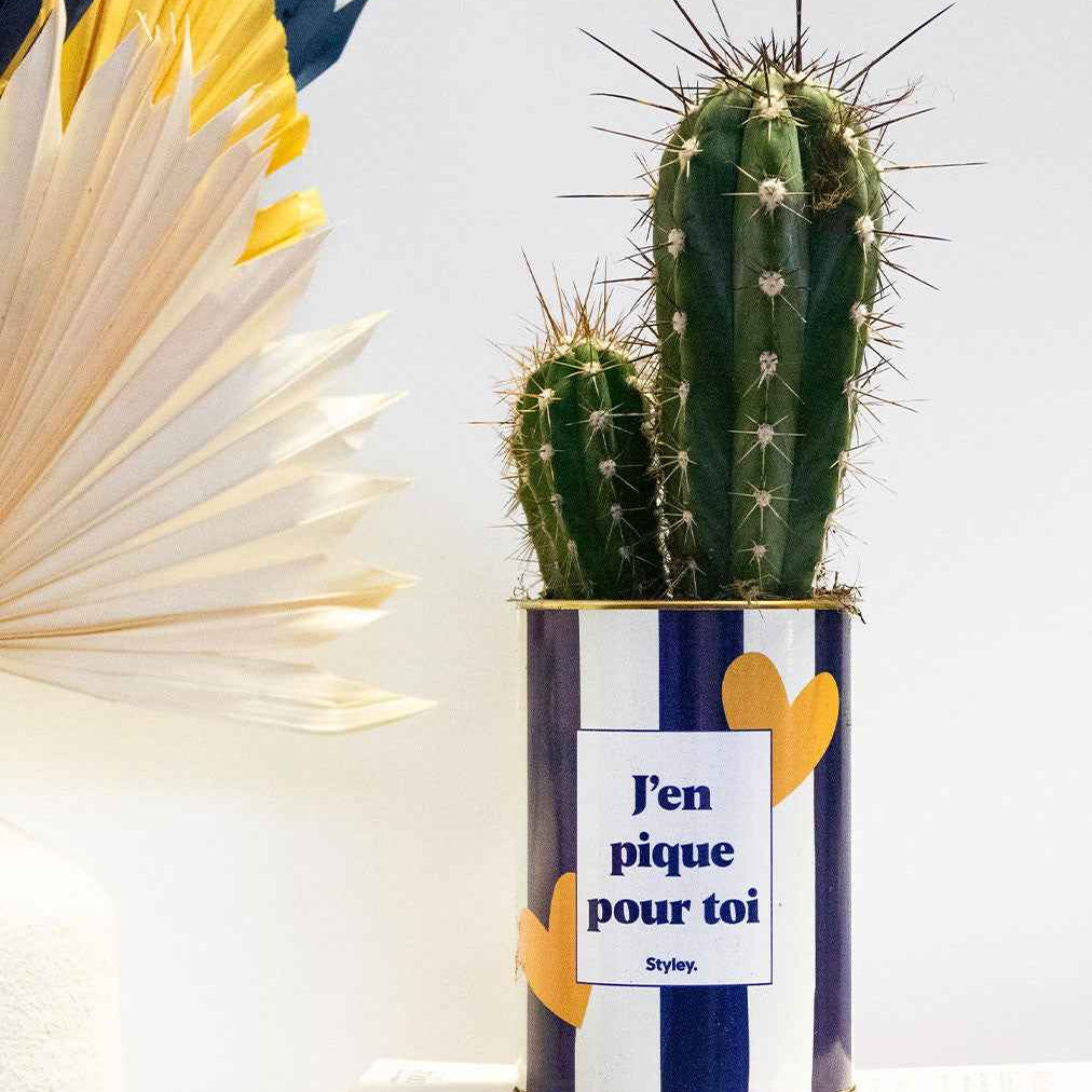 J'en pique pour toi - Plante