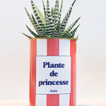 Plante de princesse - Plante