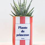 Plante de princesse - Plante