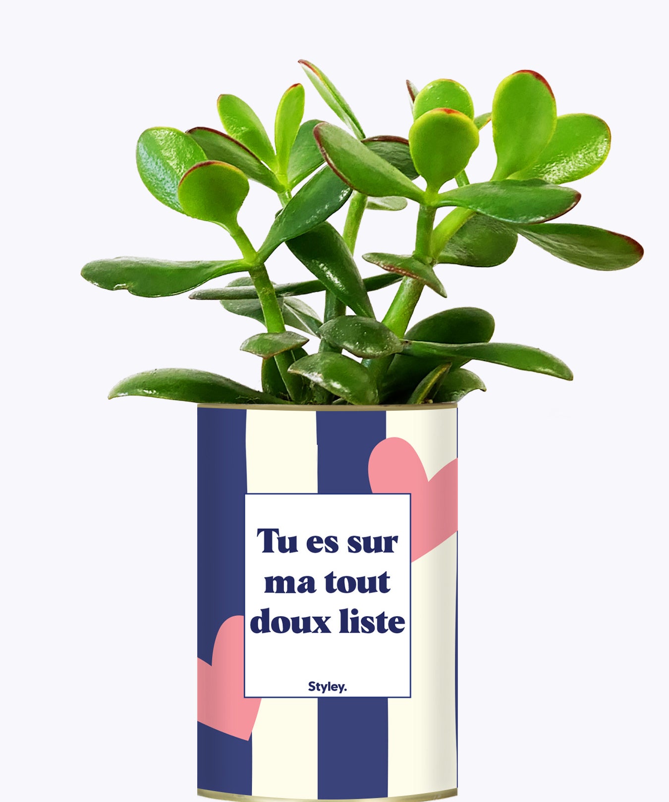 Tout doux list - Cactus
