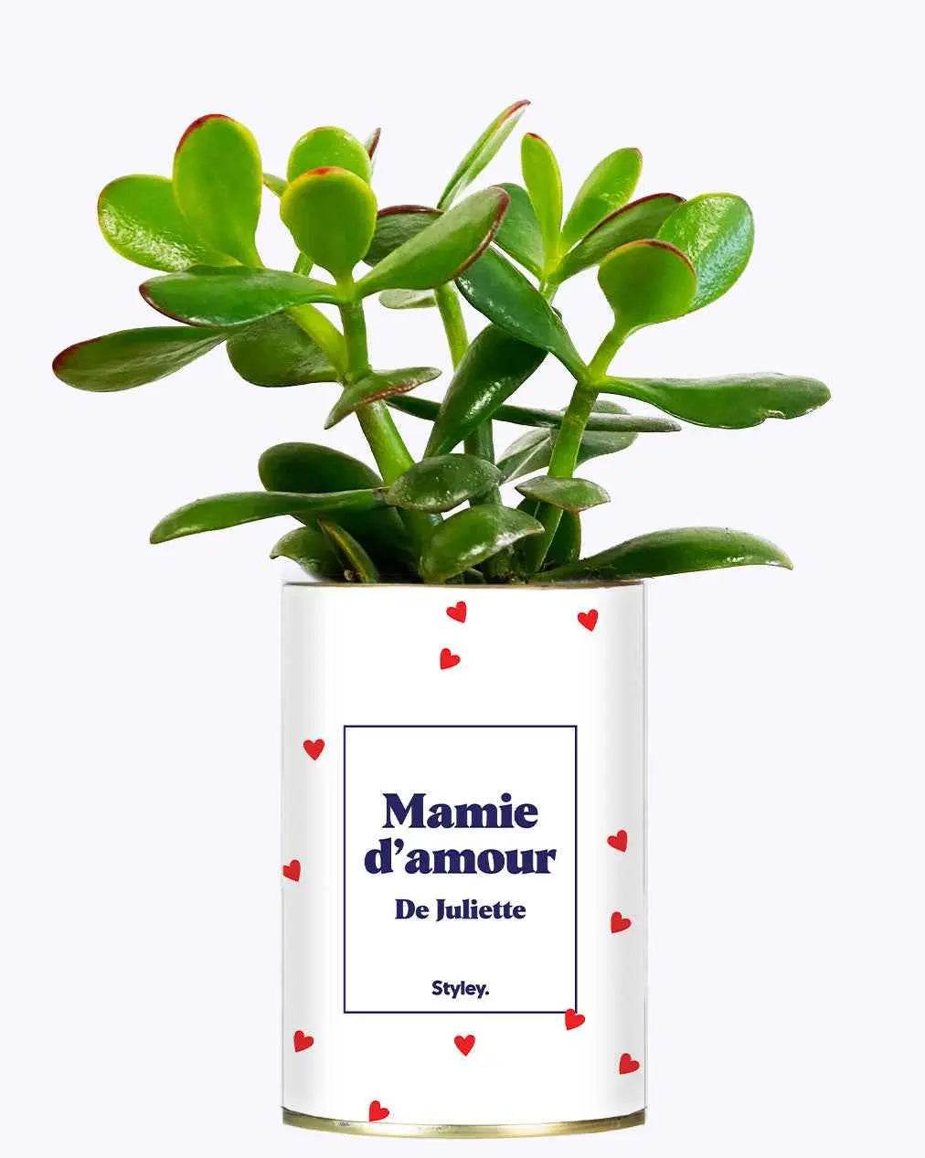 Mamie d'amour personnalisable - Plante Crassula varié