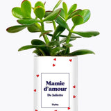 Mamie d'amour personnalisable - Plante Crassula varié