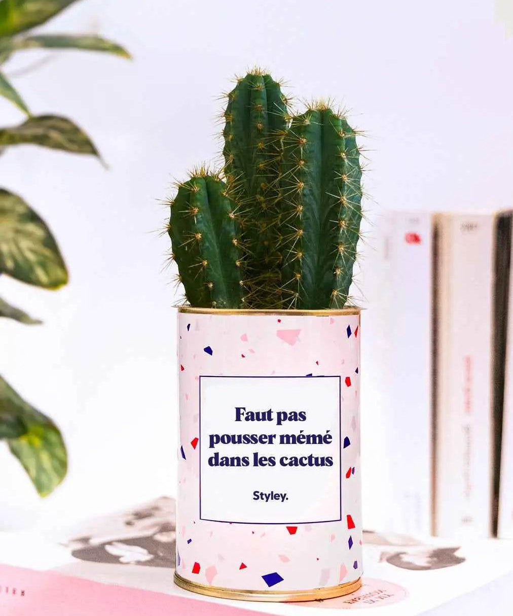 Faut pas pousser mémé dans les cactus - Plante