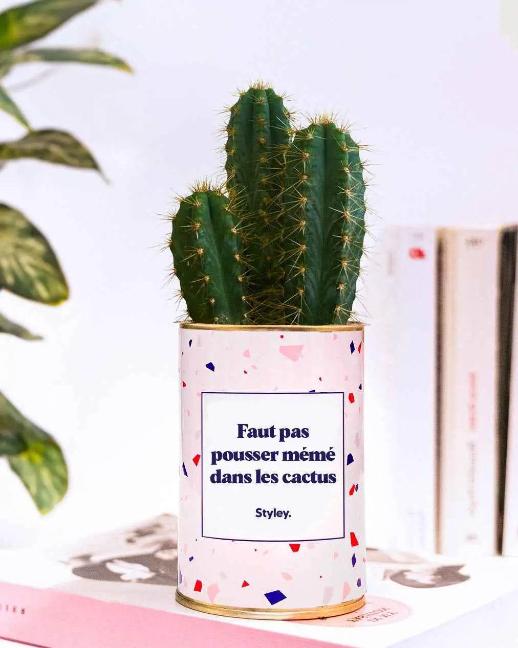 Faut pas pousser mémé dans les cactus - Plante
