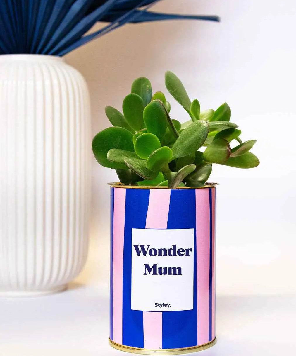 Wonder mum - Plante Crassula varié