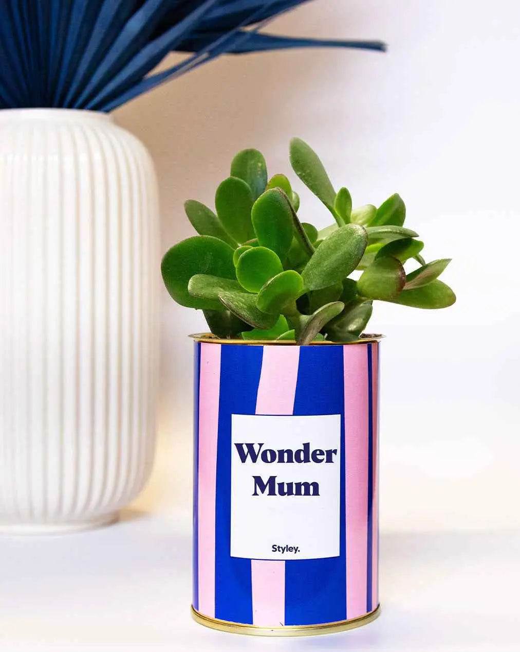 Wonder mum - Plante Crassula varié