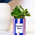 Wonder mum - Plante Crassula varié