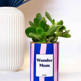 Wonder mum - Plante Crassula varié