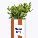 Mama Love - Cactus
