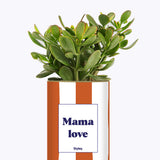 Mama Love - Cactus