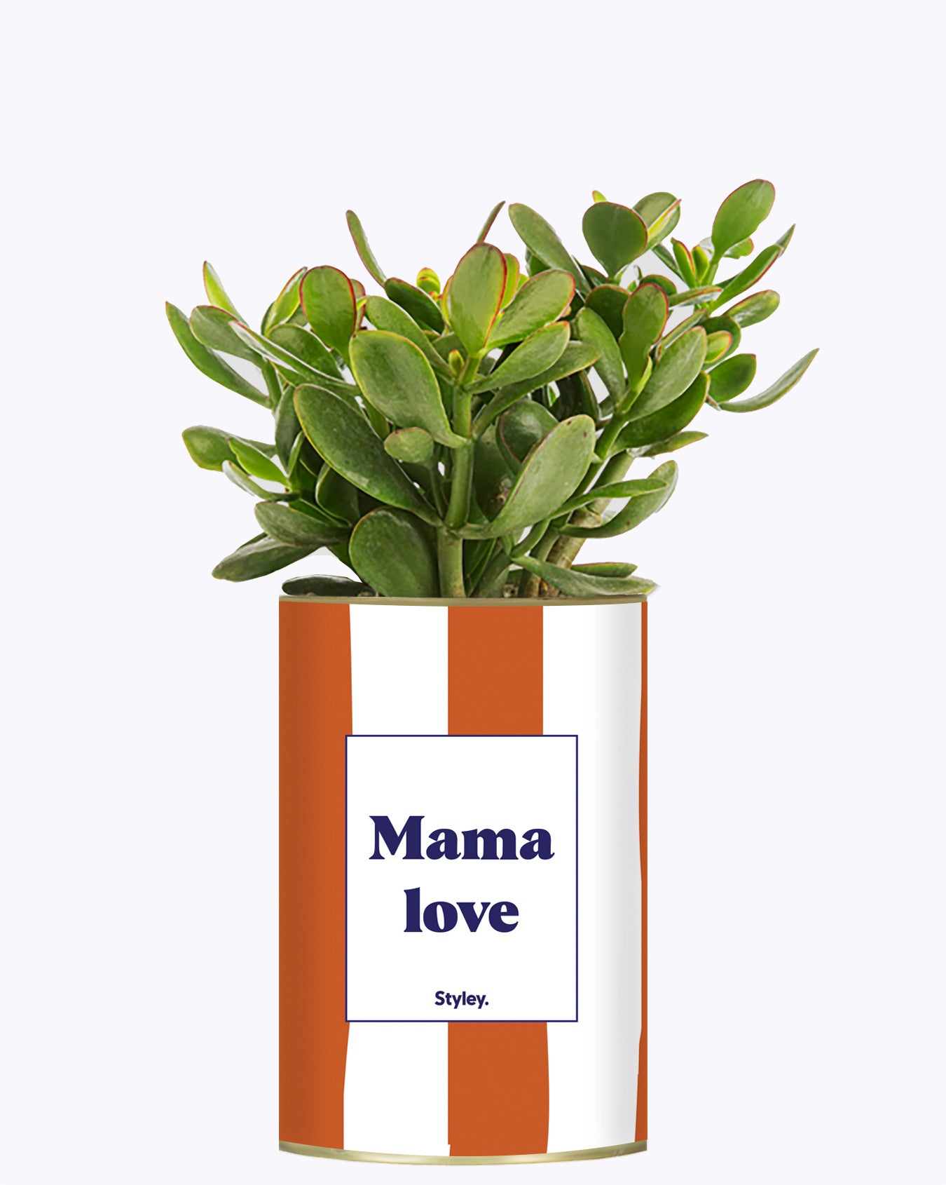Mama Love - Cactus