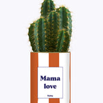 Mama Love - Cactus