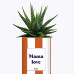 Mama Love - Cactus